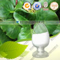 Factory Supply High Quality Bergenin 40%, 98%